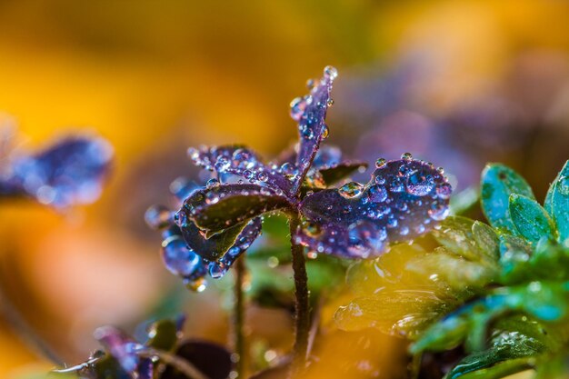 写真 湿った花のクローズアップ