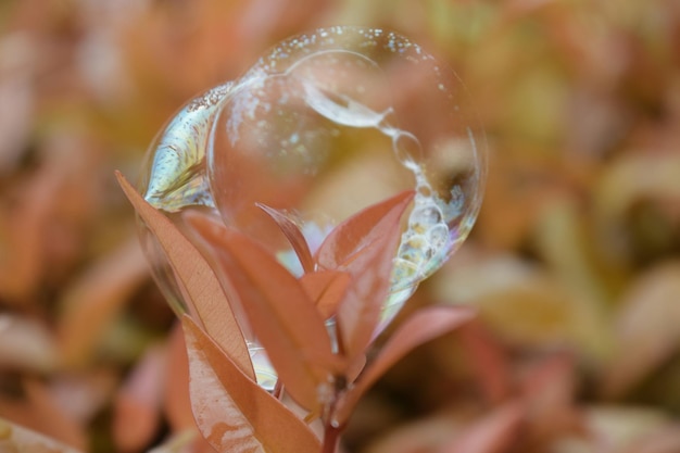 写真 湿った花のクローズアップ