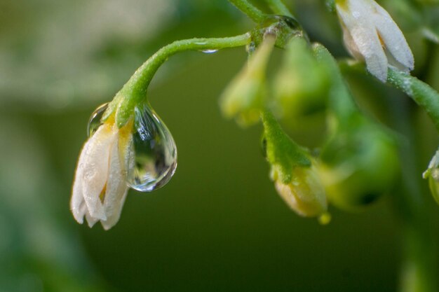 写真 湿った花の植物のクローズアップ