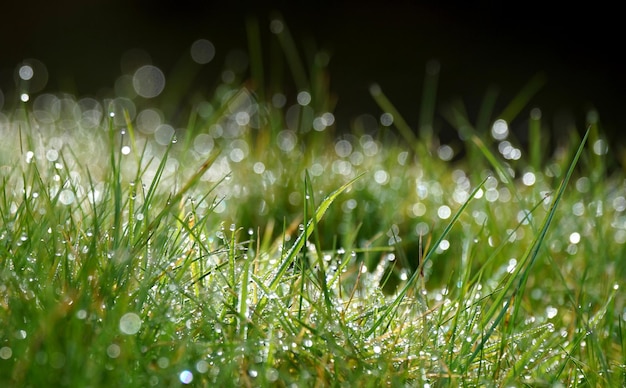 写真 雨季のフィールドの湿った草のクローズアップ.