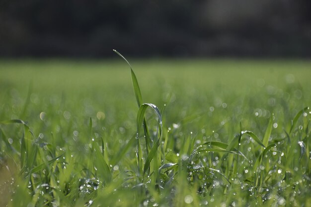 写真 フィールドの湿った草のクローズアップ