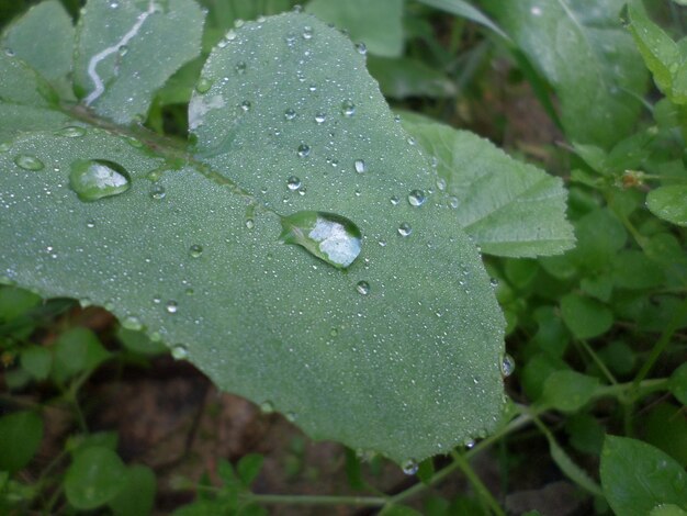Фото Близкий взгляд на мокрые листья в сезон дождей
