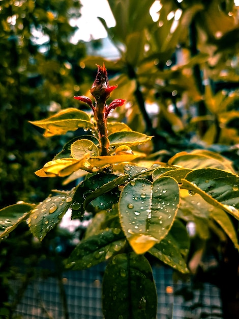 写真 植物の湿った葉のクローズアップ