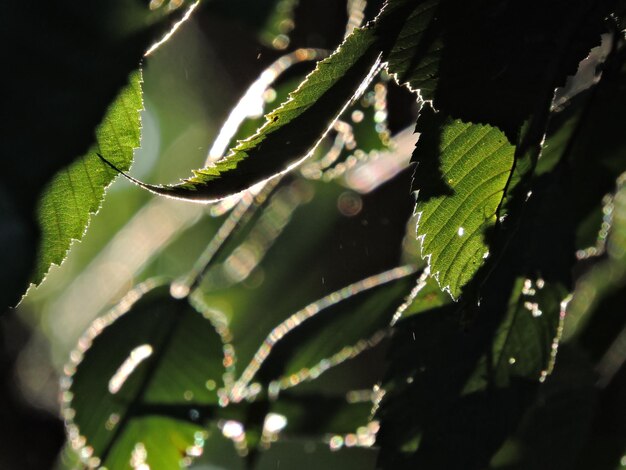 Фото Близкий взгляд на мокрые листья на дереве