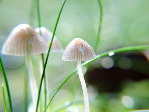 写真 森で育つ湿ったキノコのクローズアップ