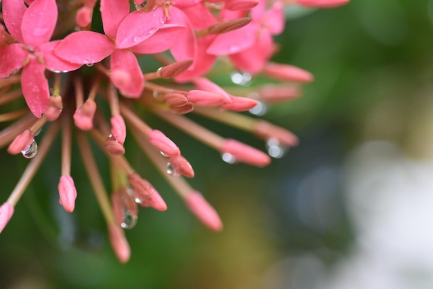 写真 湿ったピンクの花のクローズアップ