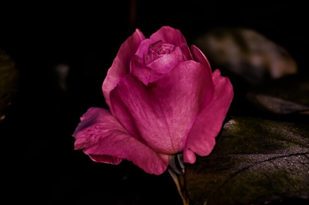 Фото Клоуз-ап влажной розовой розы, цветущей на черном фоне
