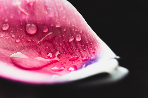 Фото Близкий план влажной розовой розы