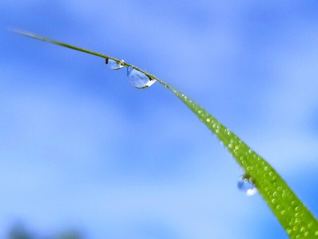 写真 青い空を背景に湿った植物のクローズアップ