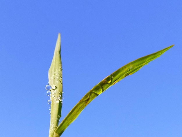 写真 青い空を背景に湿った植物のクローズアップ