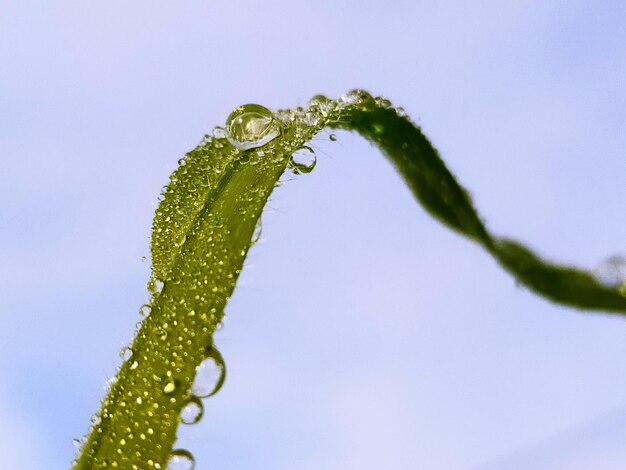 写真 空に照らされた湿った植物のクローズアップ