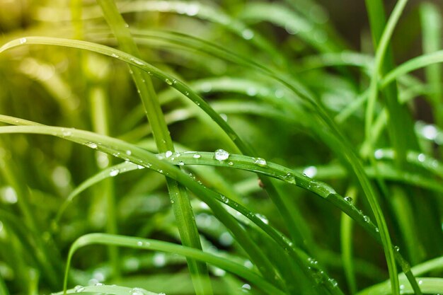 写真 雨季 の 湿った 植物 の クローズアップ