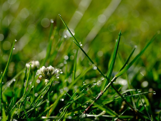 Фото Близкий взгляд на влажное растение, растущее на поле