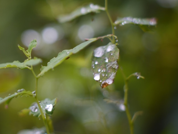 사진 비가 오는 계절 에 은 식물 잎 을 근접 으로 찍는 것