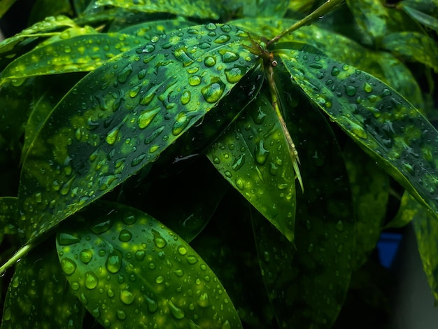 写真 雨季の湿った植物の葉のクローズアップ