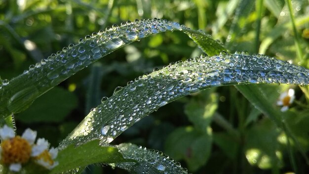 写真 雨季の湿った植物の葉のクローズアップ