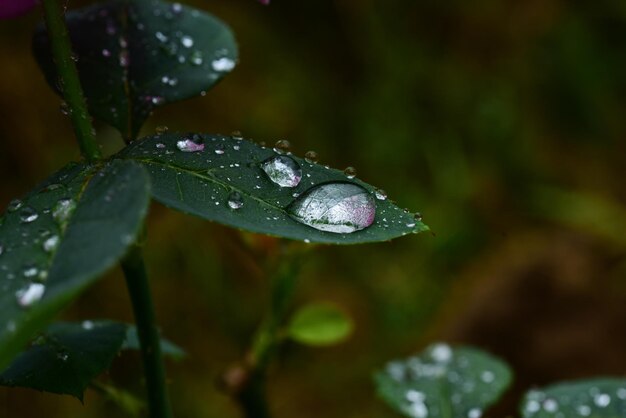 写真 雨季の湿った植物の葉のクローズアップ