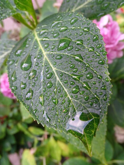 Фото Близкий план влажных листьев растений в сезон дождей