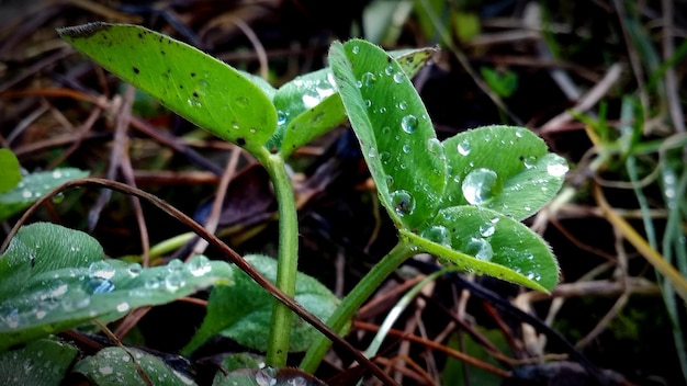 写真 雨季の湿った植物の葉のクローズアップ