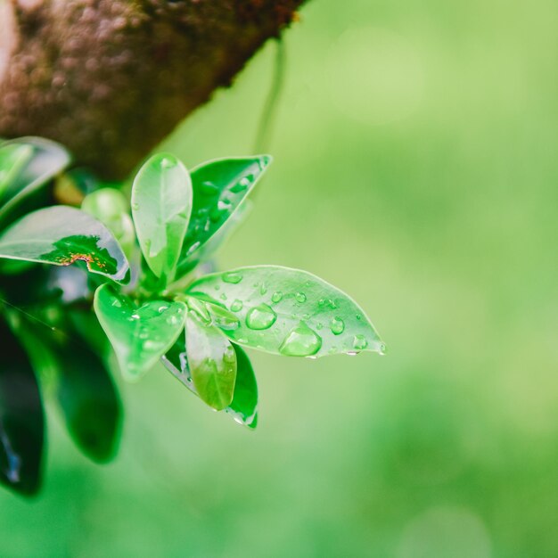 写真 湿った植物の葉のクローズアップ