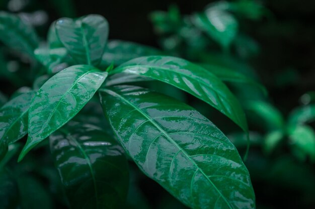 写真 湿った植物の葉のクローズアップ