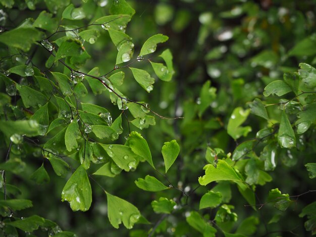 写真 湿った植物の葉のクローズアップ