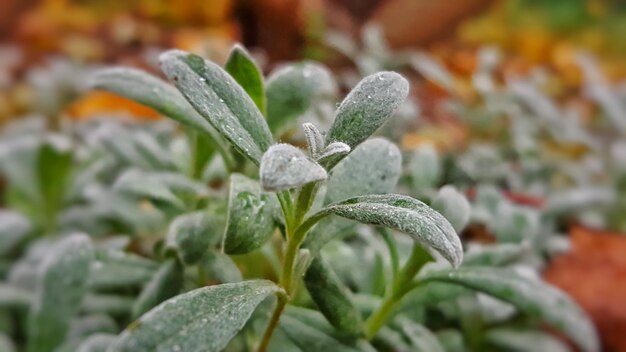 写真 湿った植物の葉のクローズアップ