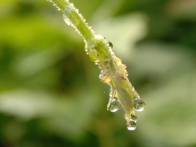 写真 湿った植物のクローズアップ