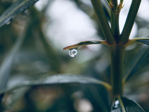 写真 湿った植物のクローズアップ