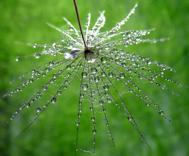 写真 湿った植物のクローズアップ