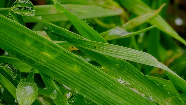 写真 湿った植物のクローズアップ