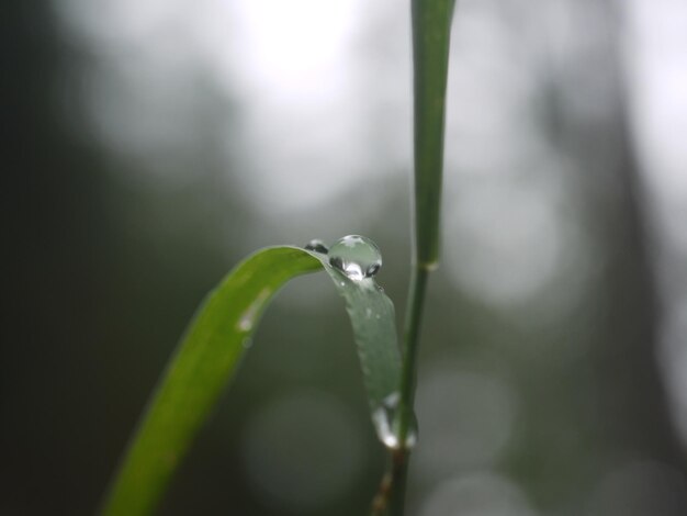 写真 湿った植物のクローズアップ