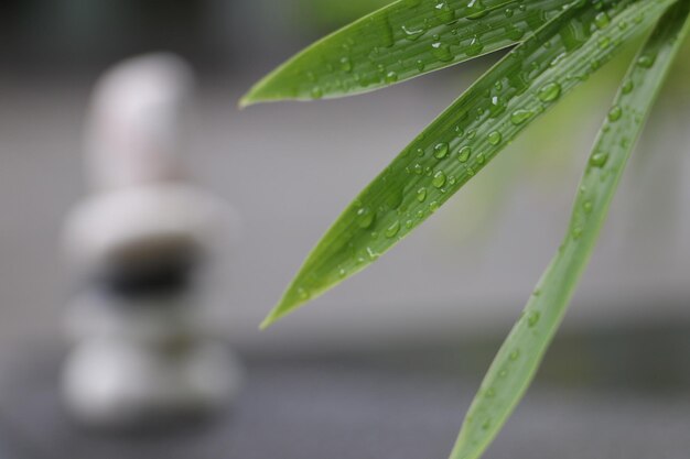 写真 湿った植物のクローズアップ