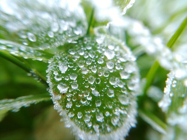 写真 湿った植物のクローズアップ