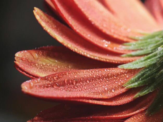 写真 湿った植物のクローズアップ