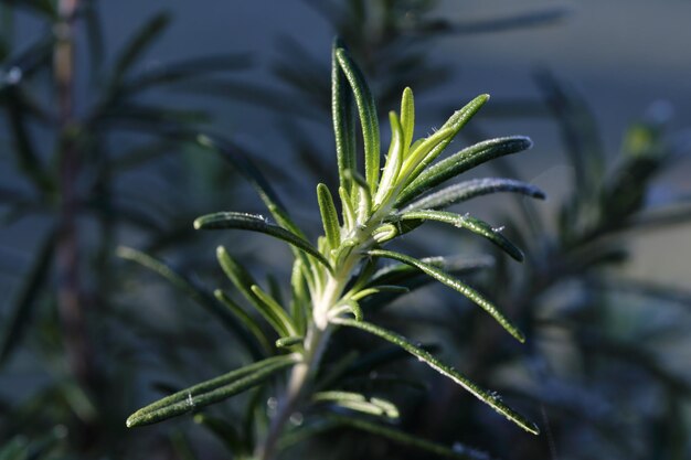 写真 湿った植物のクローズアップ