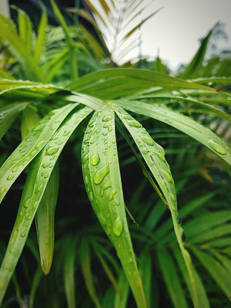 写真 湿った植物のクローズアップ