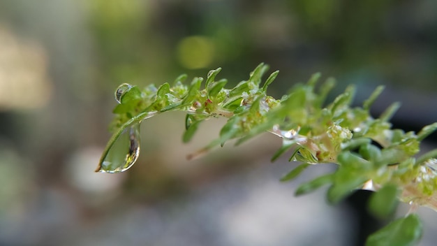 写真 湿った植物のクローズアップ