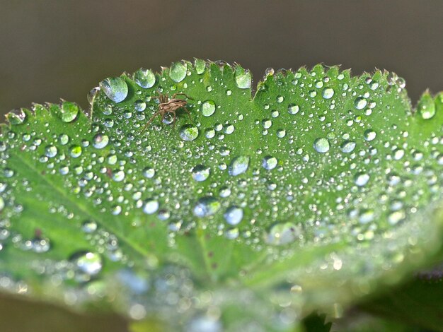 写真 湿った植物のクローズアップ