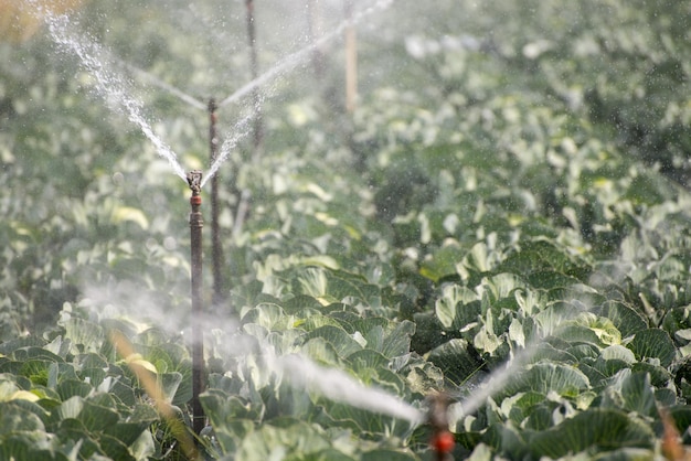 写真 湿った植物のクローズアップ