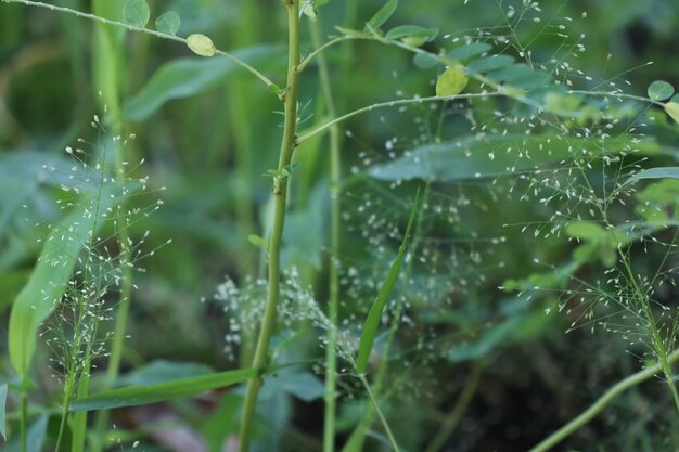 写真 雨季の湿った植物のクローズアップ