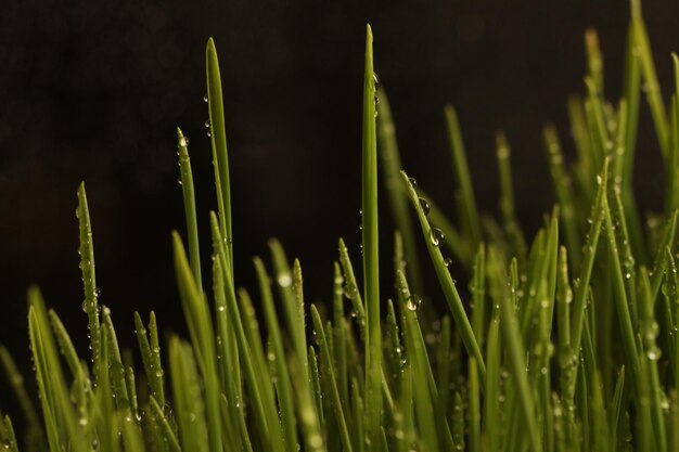 写真 雨季に畑で育つ湿った植物のクローズアップ