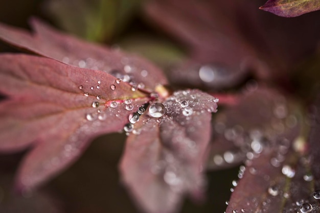 写真 湿った植物のクローズアップ