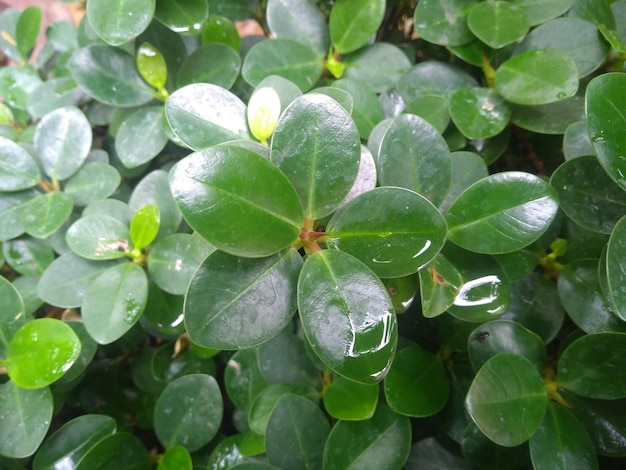 写真 湿った植物のクローズアップ