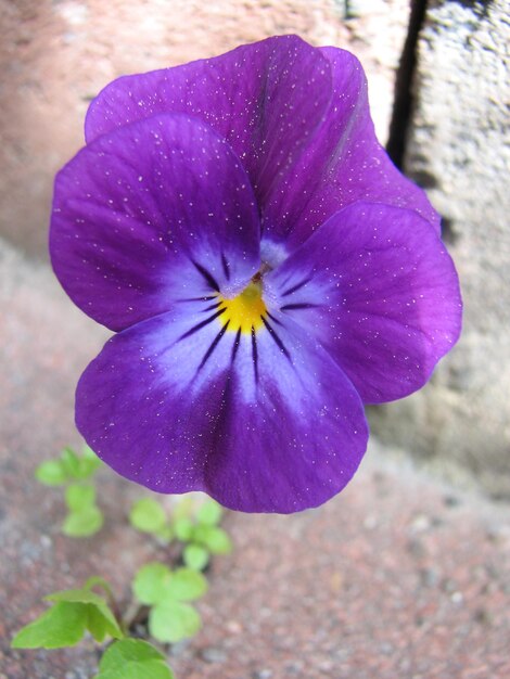 写真 湿った紫の花のクローズアップ