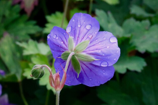 写真 湿った紫の花のクローズアップ