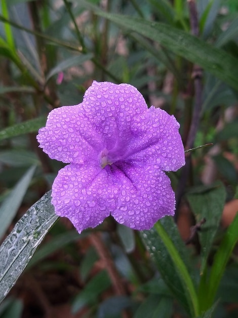 Фото Близкий взгляд на влажный фиолетовый цветок