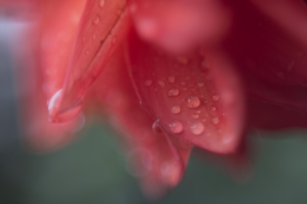 Фото Близкий взгляд на влажный красный цветок