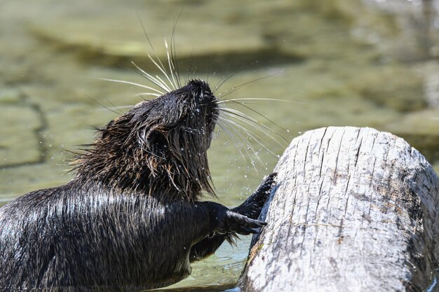 写真 木の上にある湿ったクモのクローズアップ