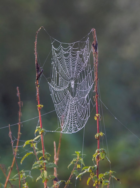 写真 植物にぶら下がっている湿った蜘蛛の網のクローズアップ